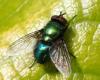 Lucilia silvarum
